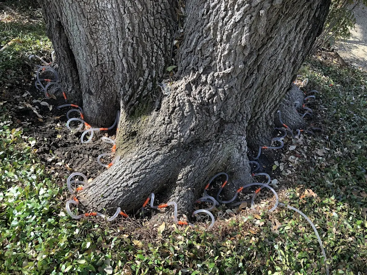 Detailed Tree Cabling and Bracing job site in Railroad