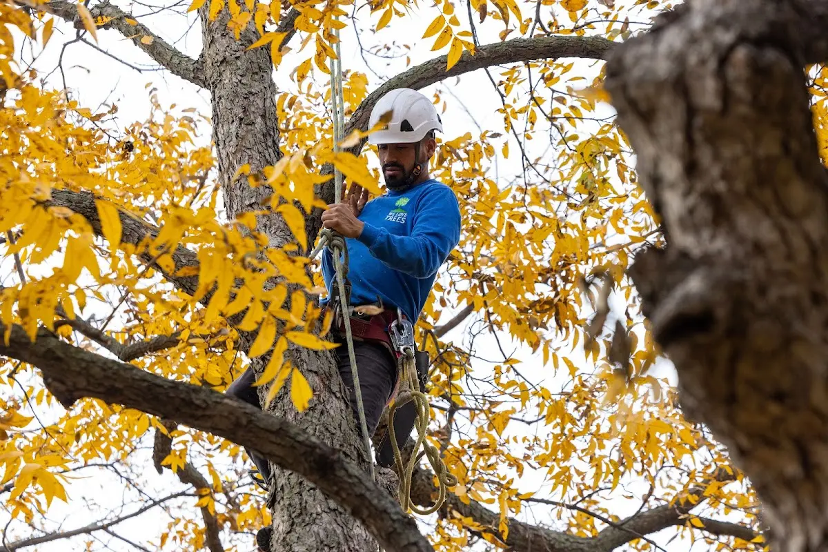 Skilled Tree Trimming crew working in Railroad